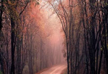 英超：曼彻斯特市队以2比2踢和布伦特福德.